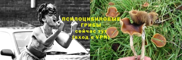 сатива Балахна
